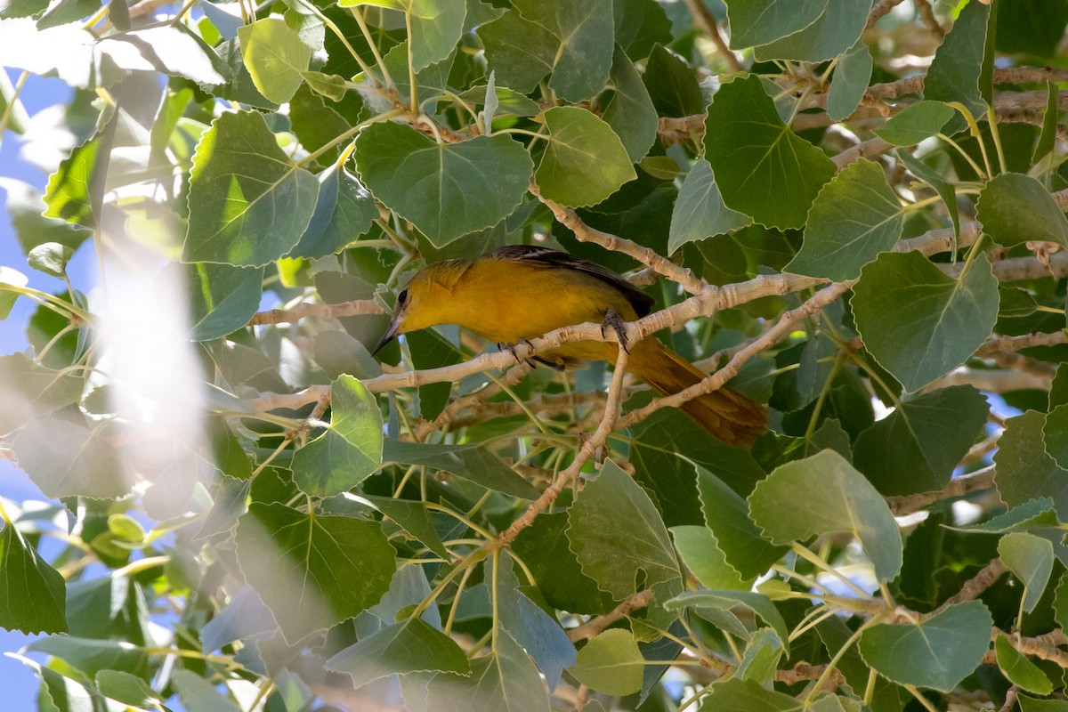 Hooded Oriole - ML348765051