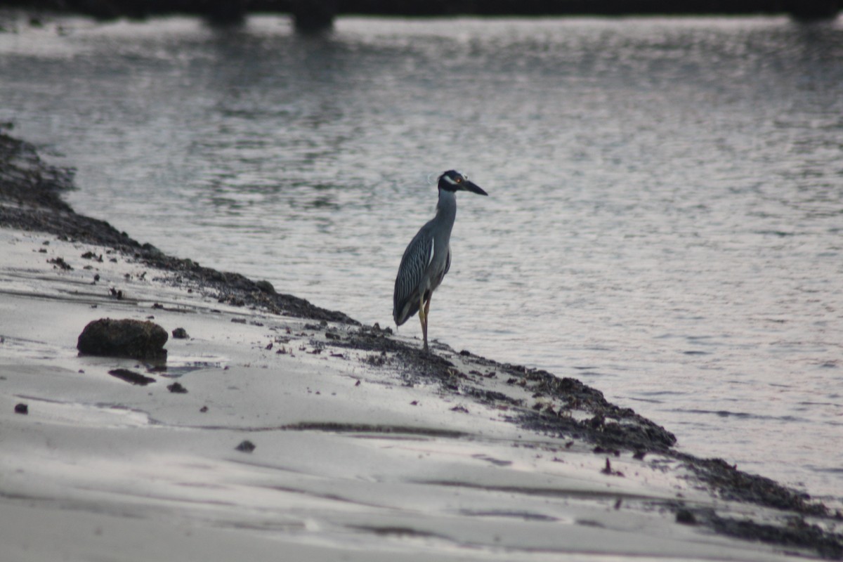 Yellow-crowned Night Heron - ML348765771