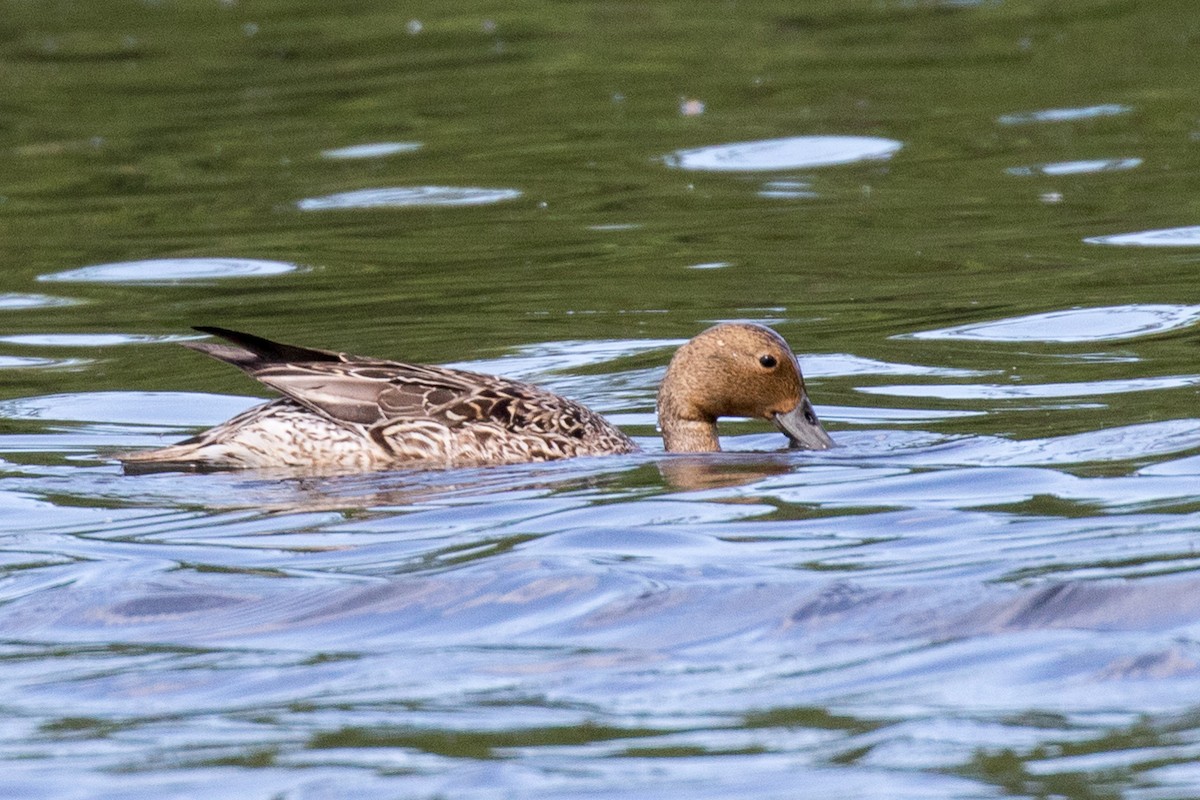 Northern Pintail - ML348772171