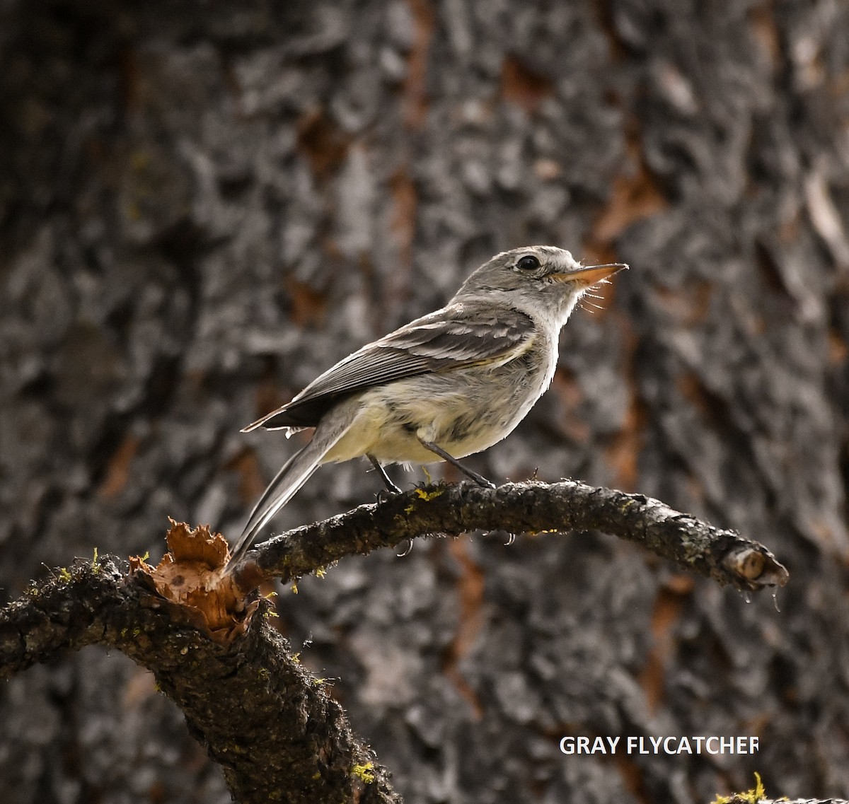 Gray Flycatcher - ML348772651