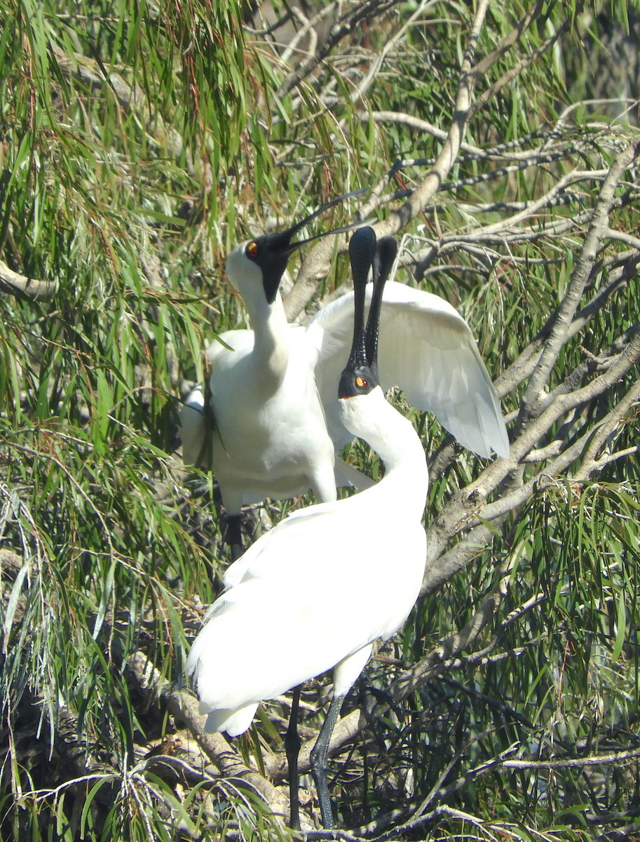 Royal Spoonbill - ML348773601