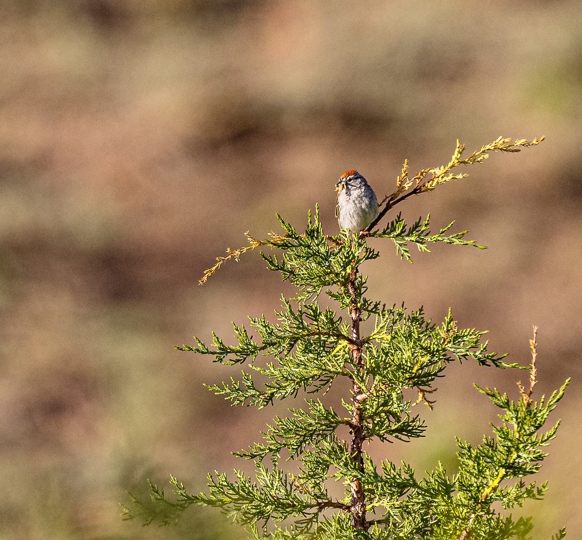 Chipping Sparrow - ML348773791