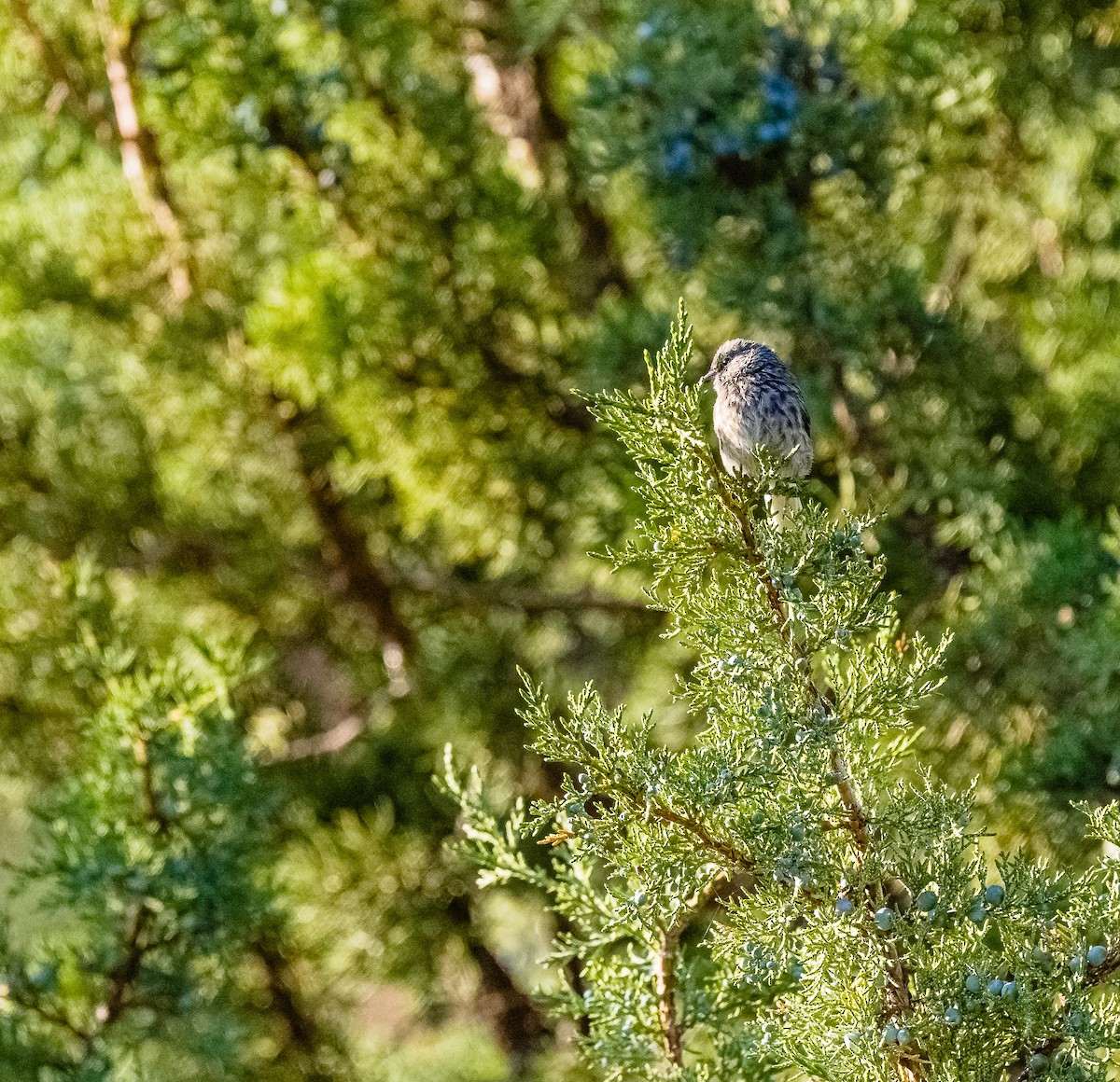 Dark-eyed Junco - ML348774001