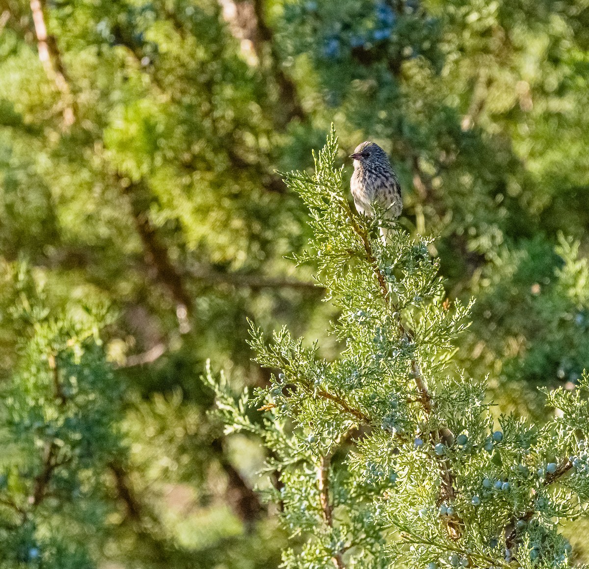 Dark-eyed Junco - ML348774011