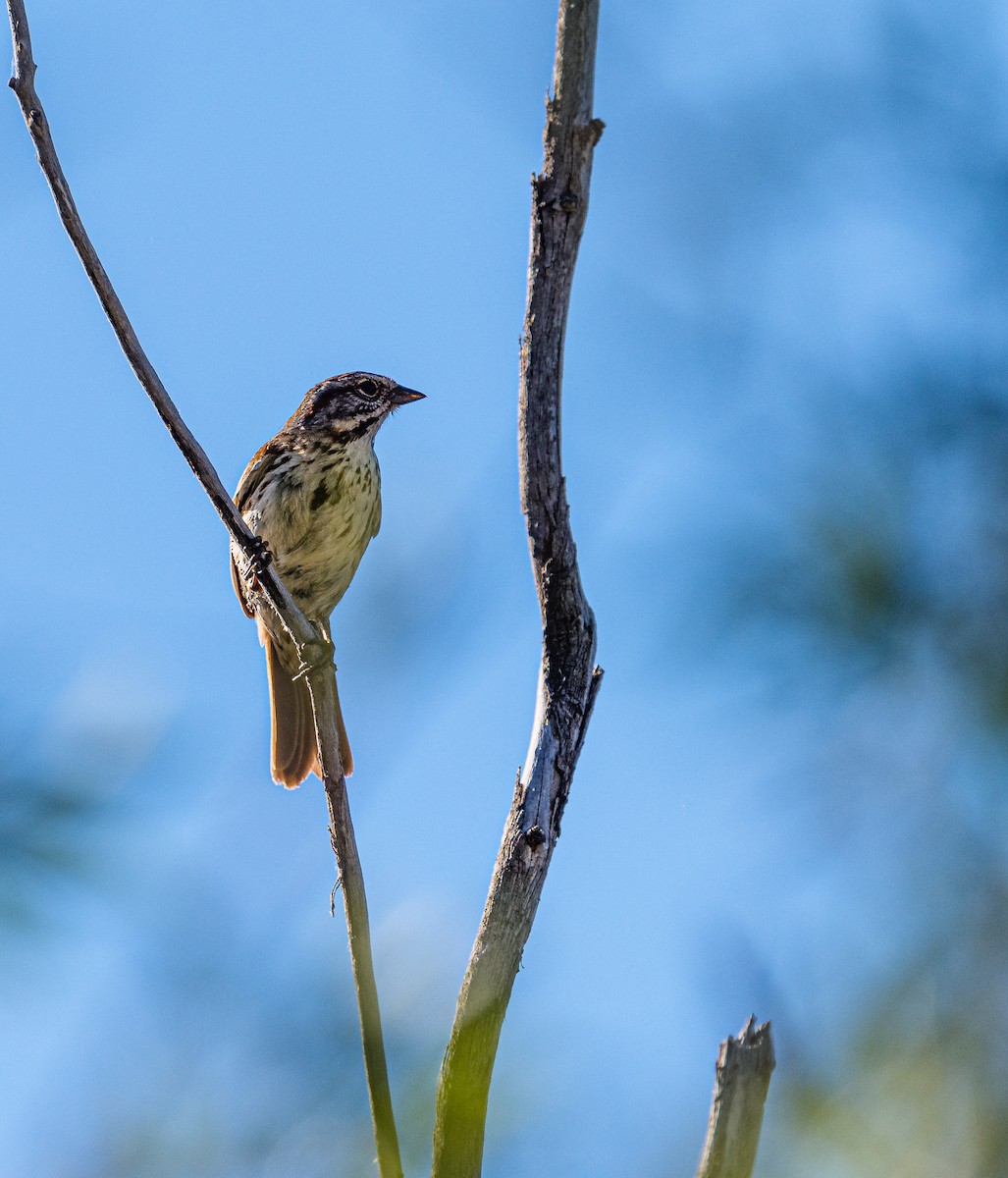 Song Sparrow - ML348774081