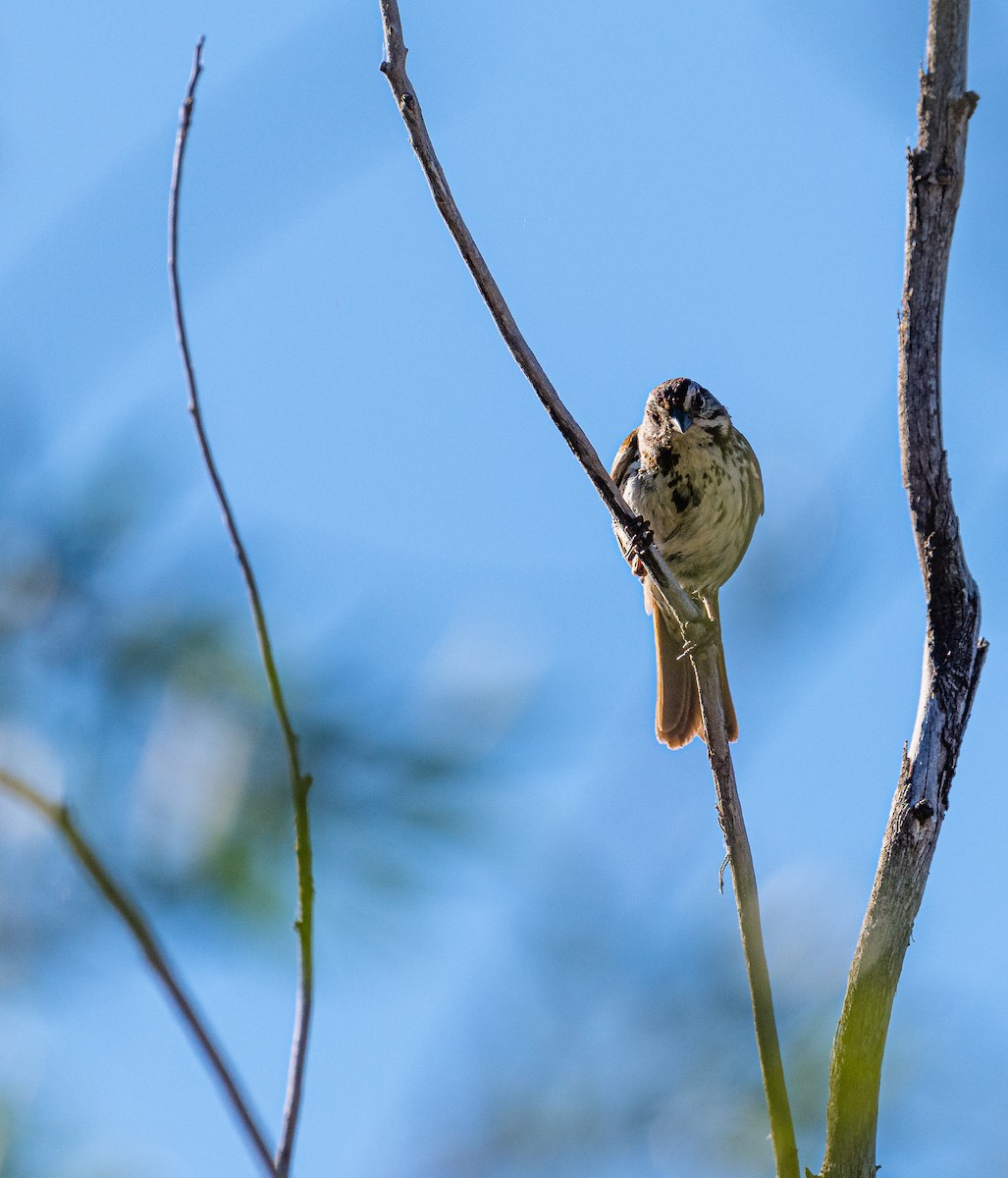 Song Sparrow - ML348774101