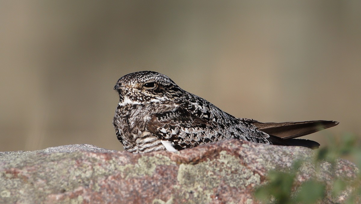 Common Nighthawk - Kiehl Smith