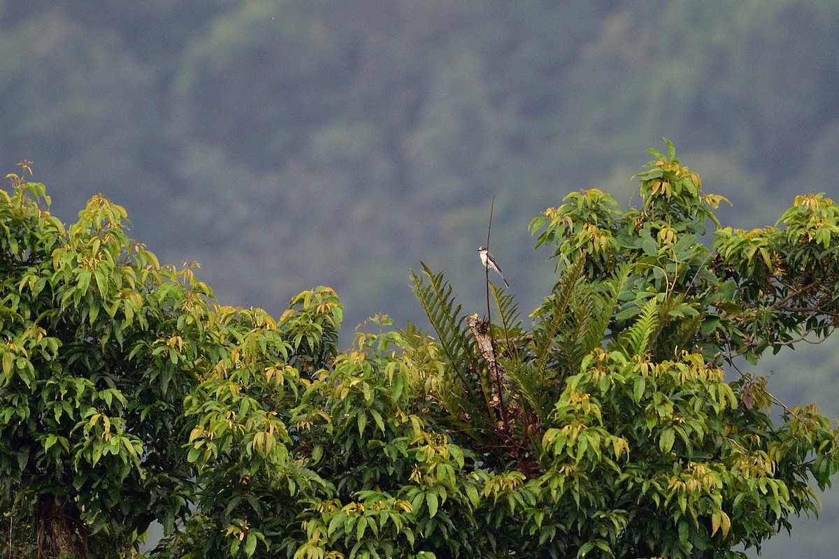 Ashy Minivet - ML34877551