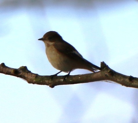 European Pied Flycatcher - ML34877911