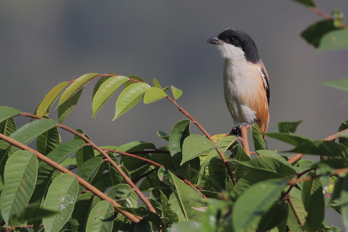 Pie-grièche schach (tricolor/longicaudatus) - ML348779451