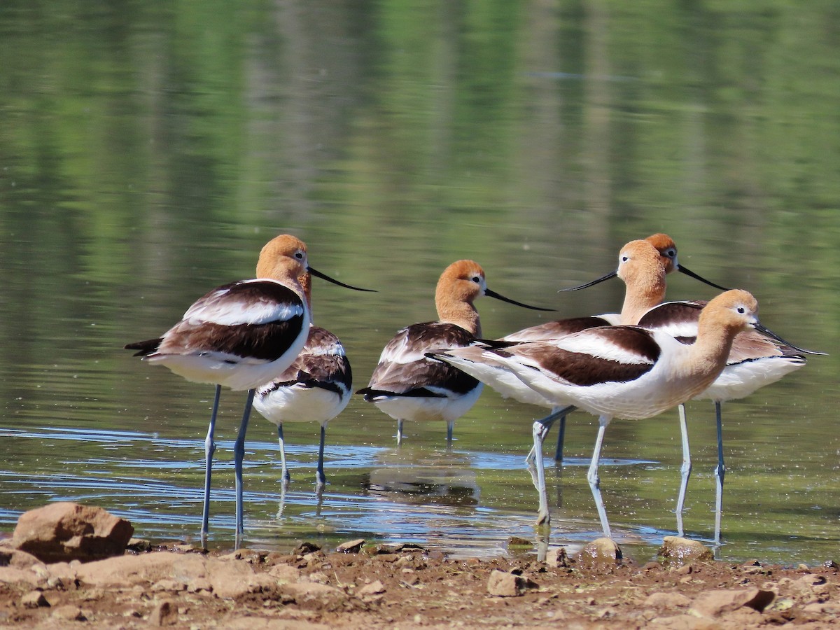 American Avocet - ML348779601