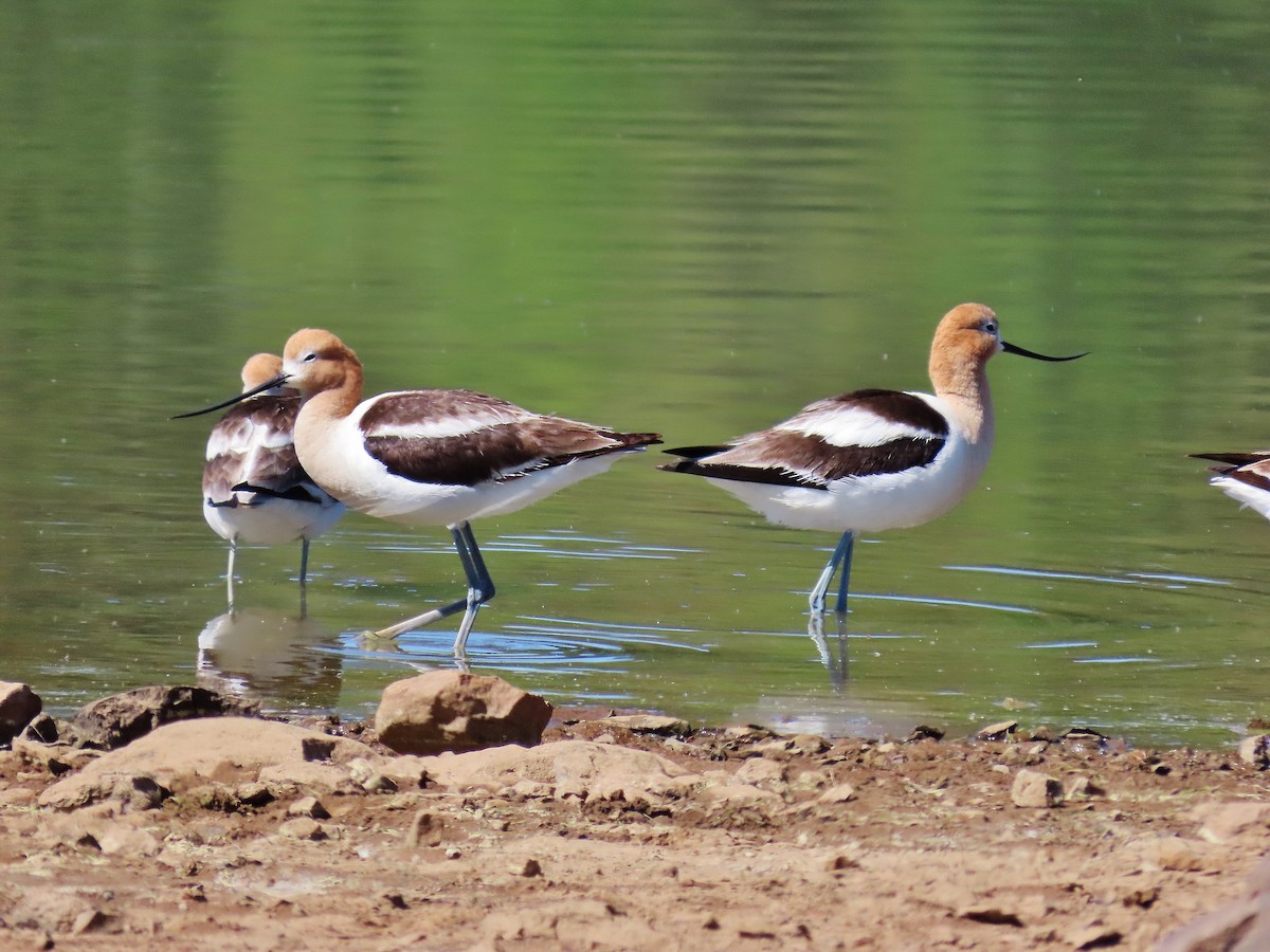 American Avocet - ML348779621