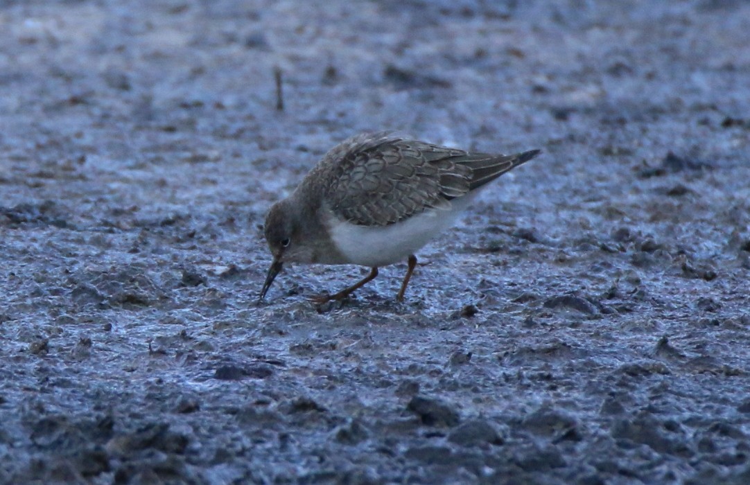 Temminck's Stint - ML34877991