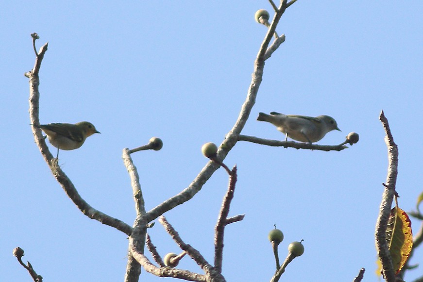 Mésange tête-de-feu - ML348779941