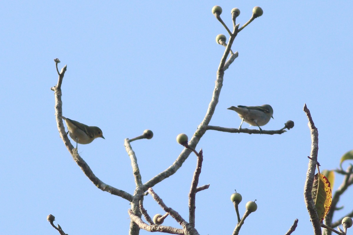 Mésange tête-de-feu - ML348780111