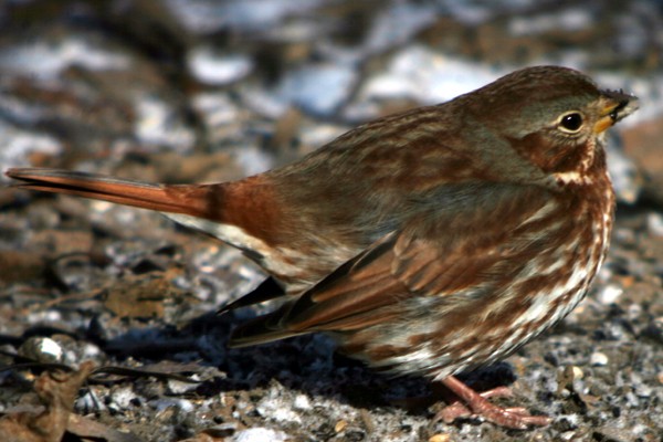 Fox Sparrow - ML34878021