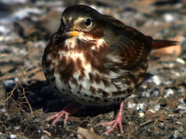 Fox Sparrow - ML34878031