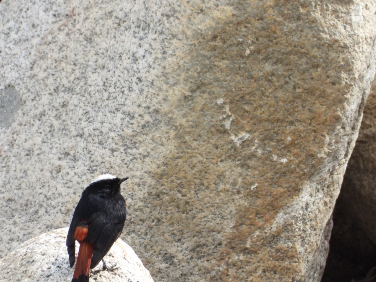 White-capped Redstart - Padma Angmo