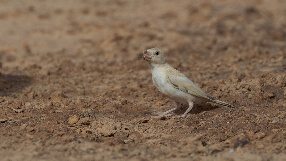 Desert Sparrow - Markus Craig