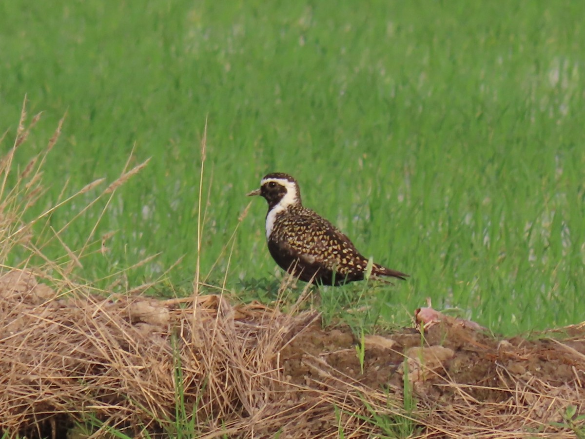 American Golden-Plover - Virgilio Beltrán