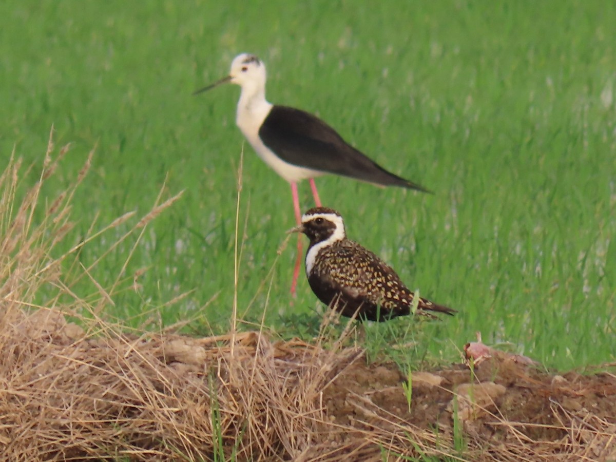 American Golden-Plover - Virgilio Beltrán