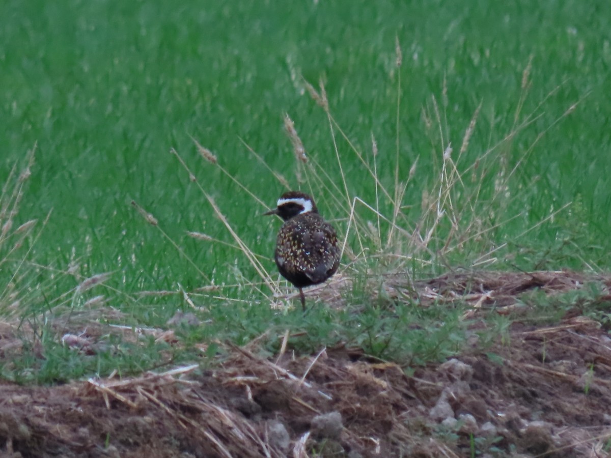 American Golden-Plover - Virgilio Beltrán