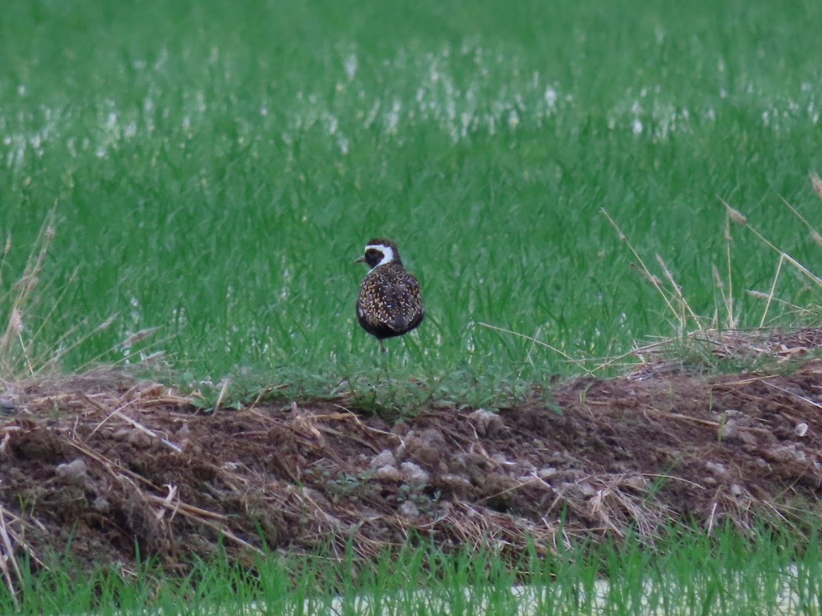 American Golden-Plover - Virgilio Beltrán