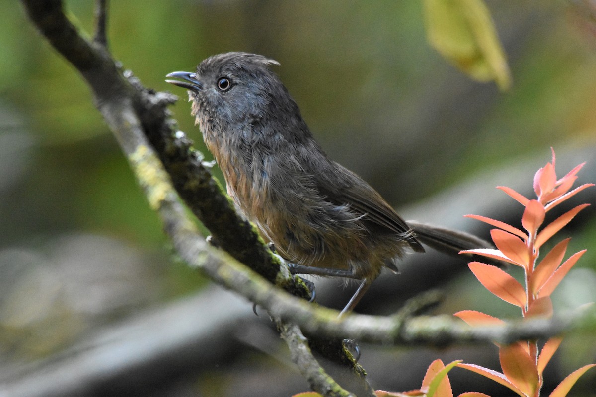 Wrentit - Sara Newman