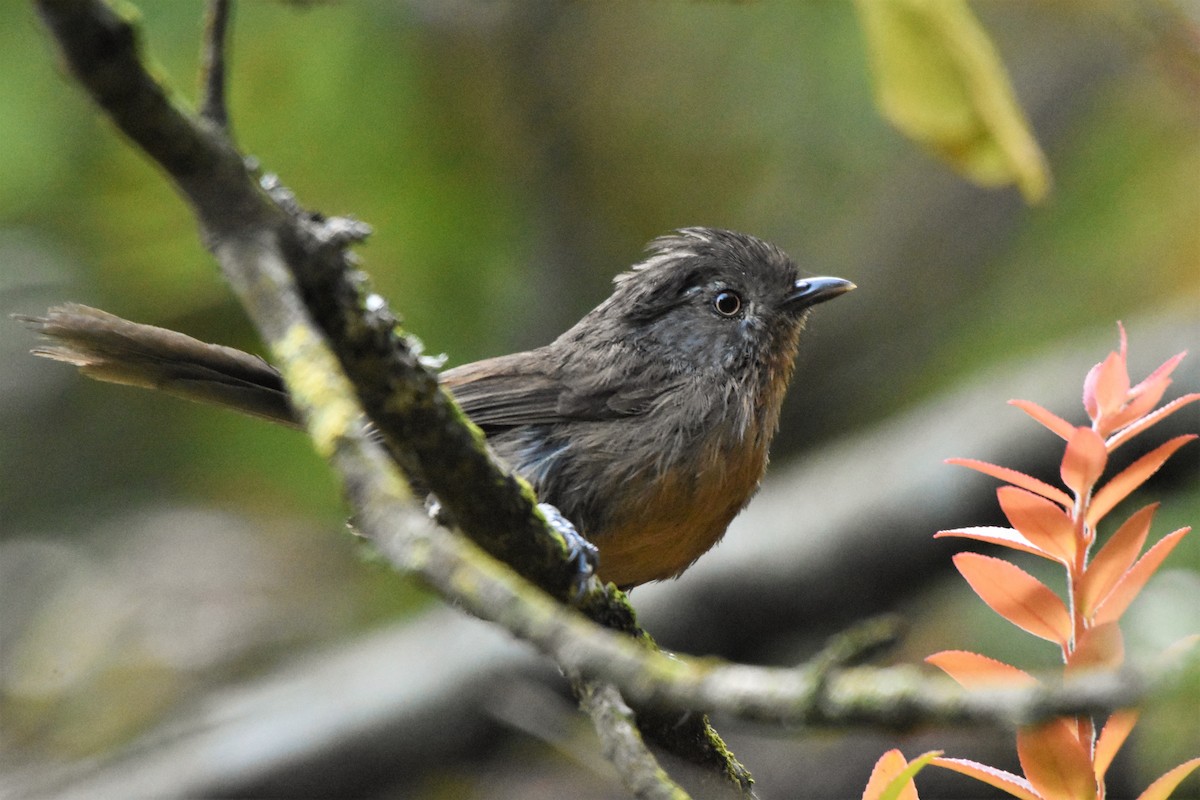 Wrentit - Sara Newman