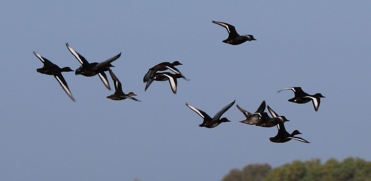 Ferruginous Duck - ML34878361