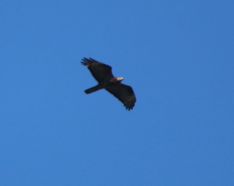 European Honey-buzzard - ML34878411