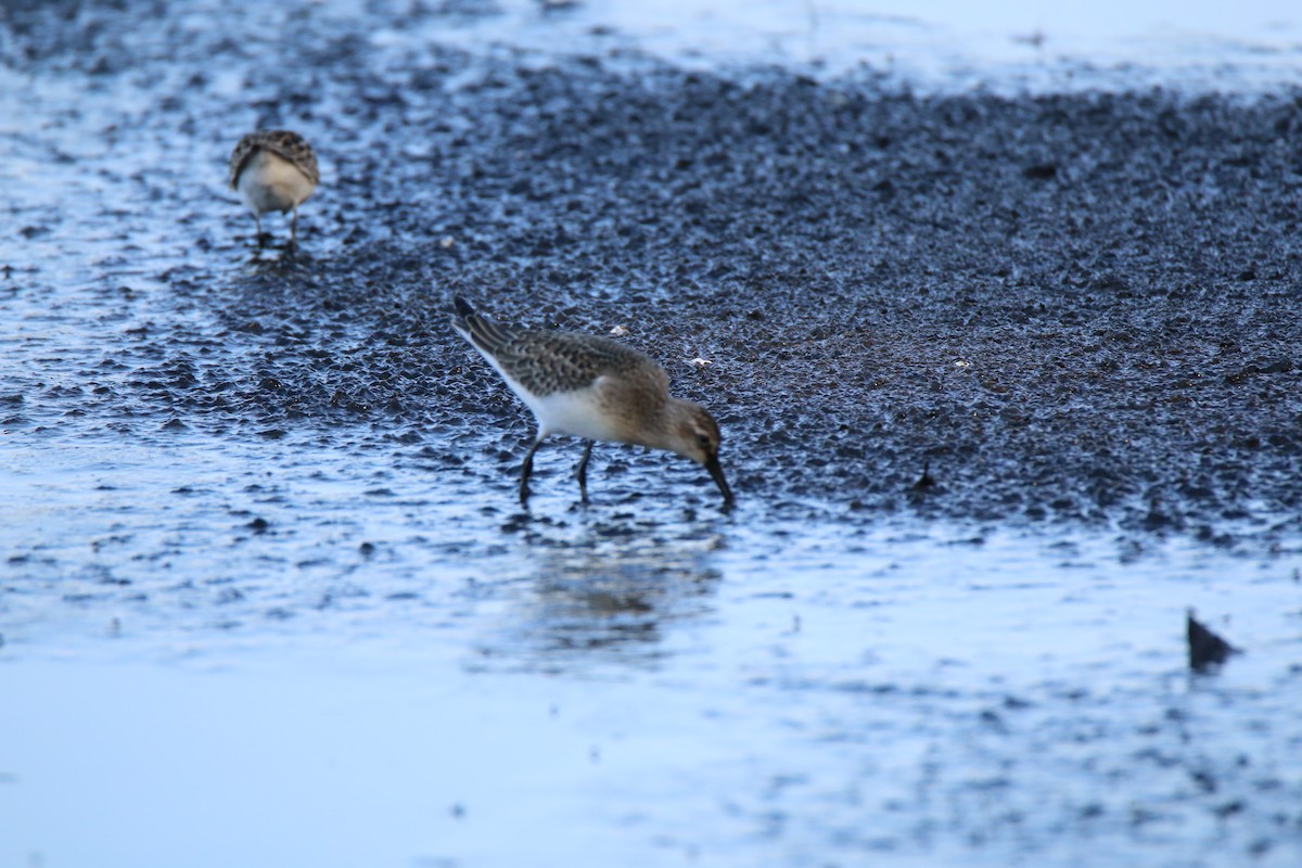 Curlew Sandpiper - ML34878431