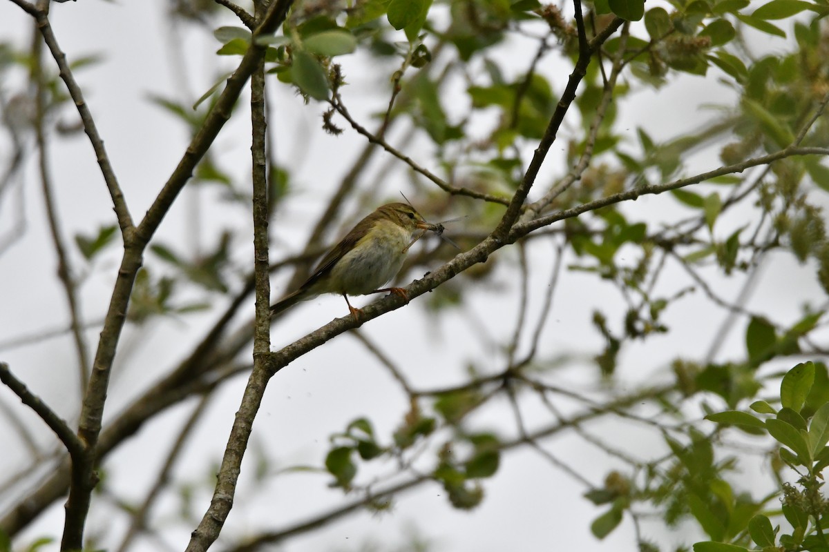 Mosquitero Común - ML348784311