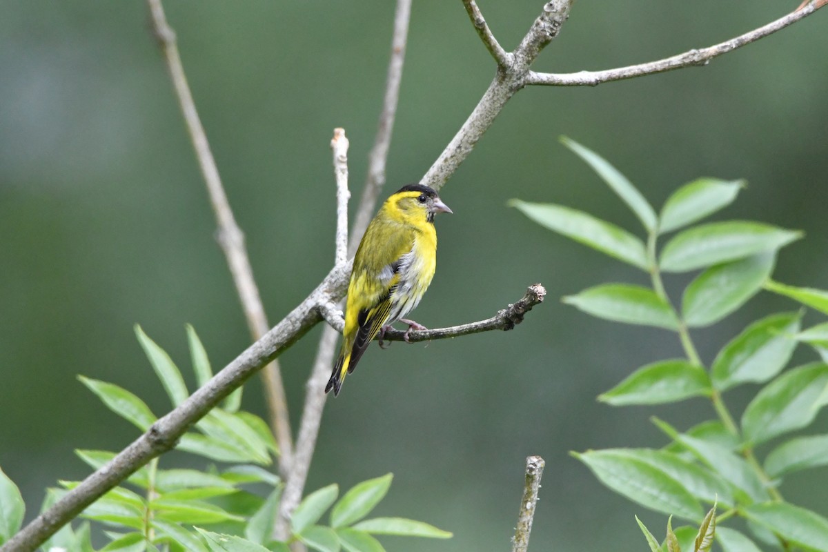 Eurasian Siskin - ML348784421