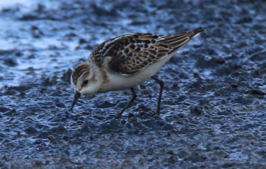 Little Stint - ML34878501