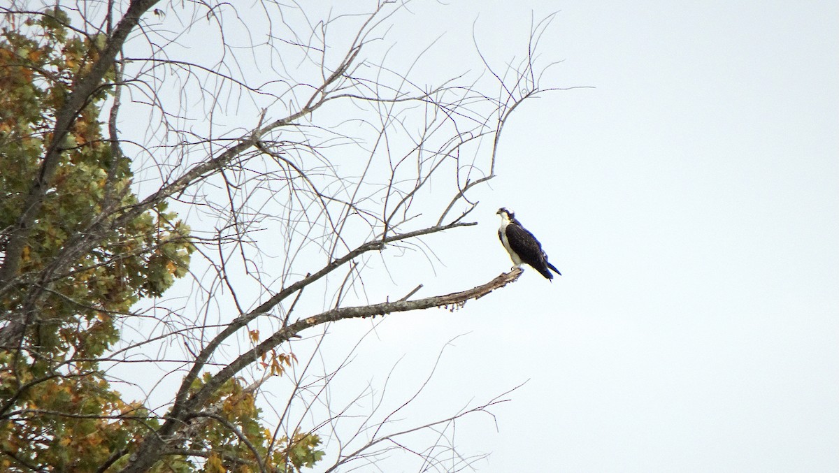 Águila Pescadora - ML348785741