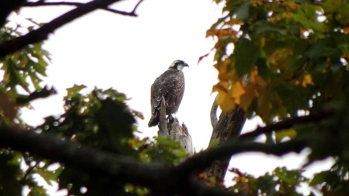 Osprey - ML348785911