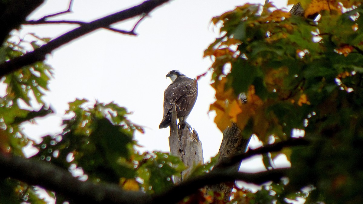 Osprey - ML348785921