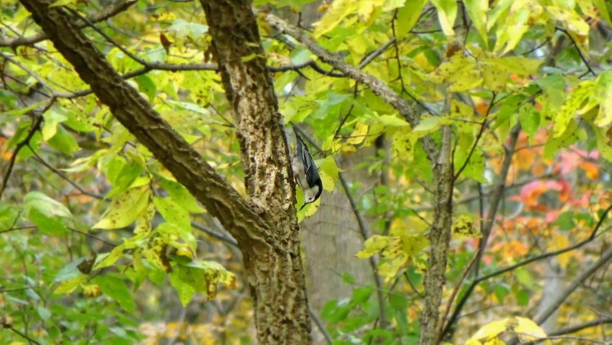 White-breasted Nuthatch - ML348786111