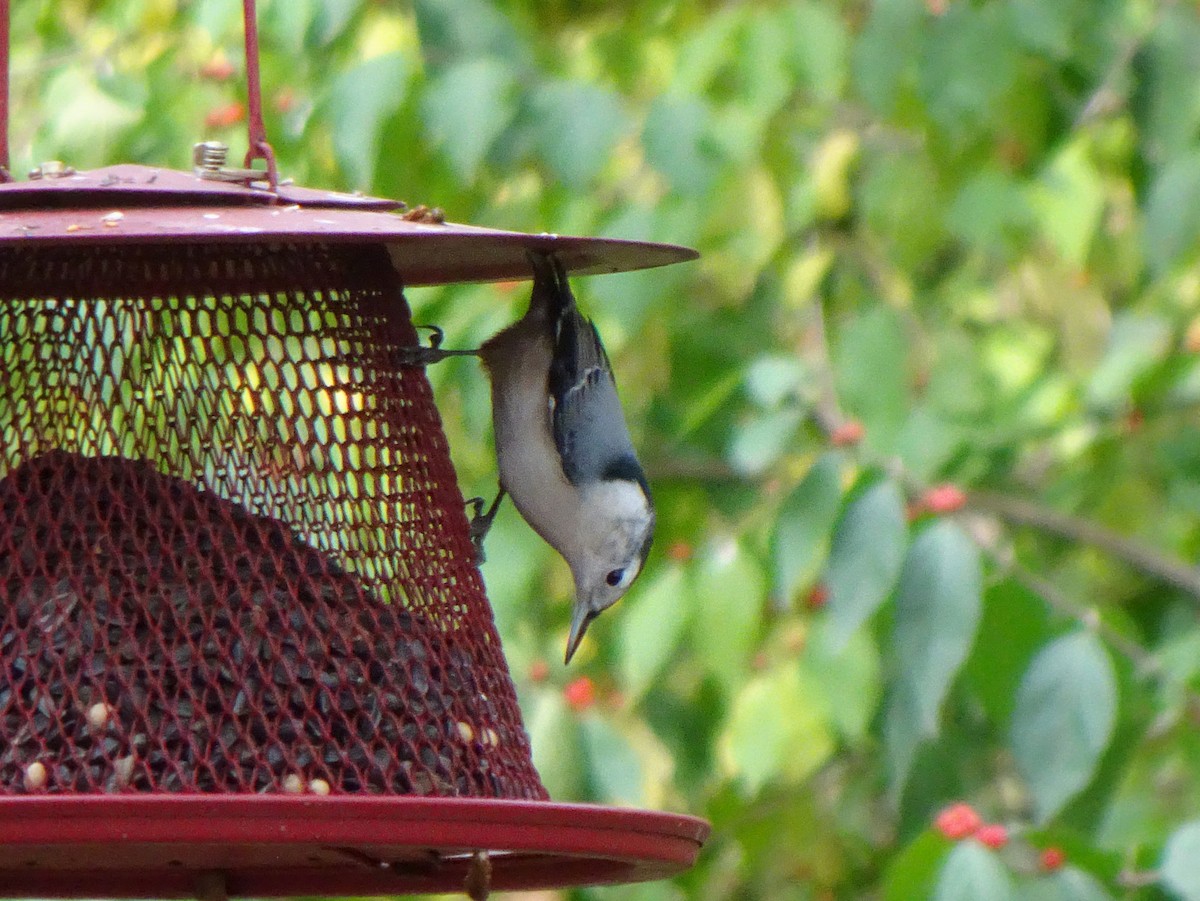 White-breasted Nuthatch - ML348786191