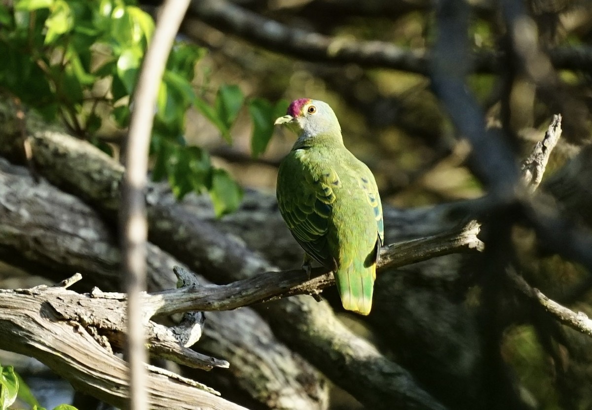 Rose-crowned Fruit-Dove - ML348786241