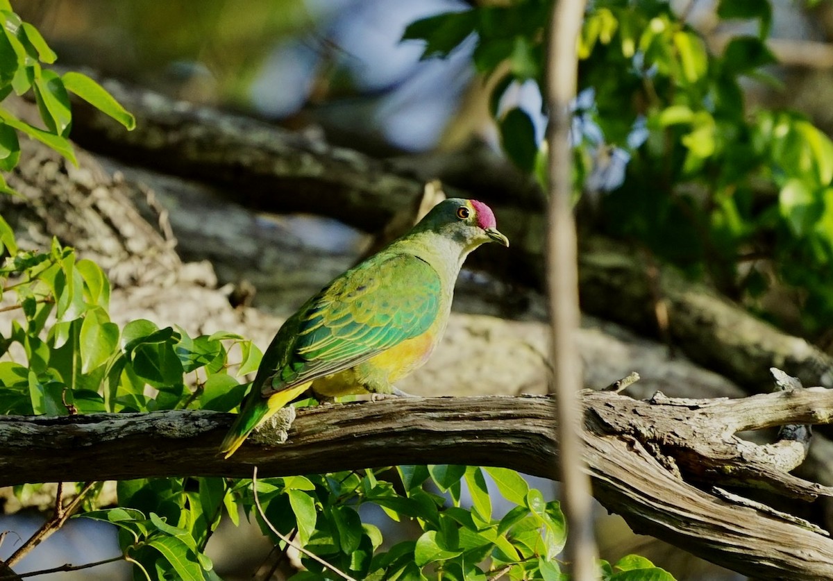 Rose-crowned Fruit-Dove - ML348786251