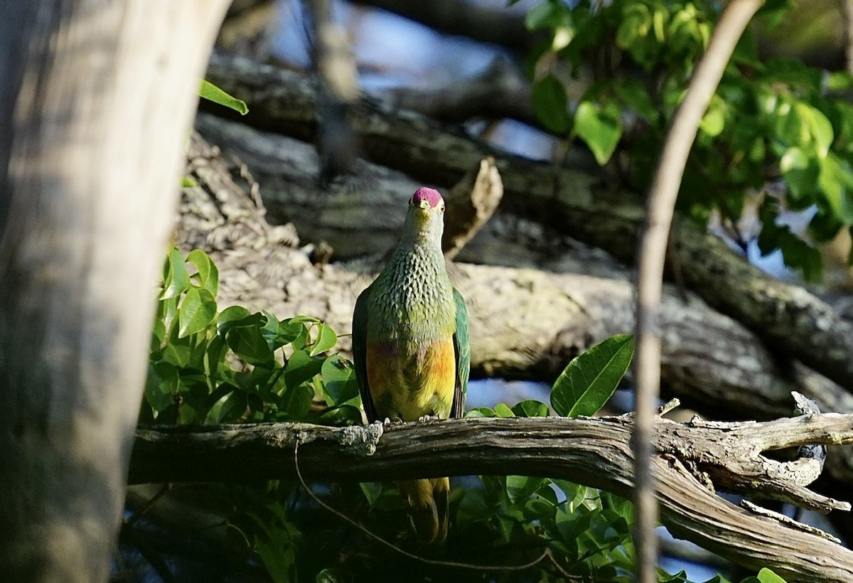Rose-crowned Fruit-Dove - ML348786261