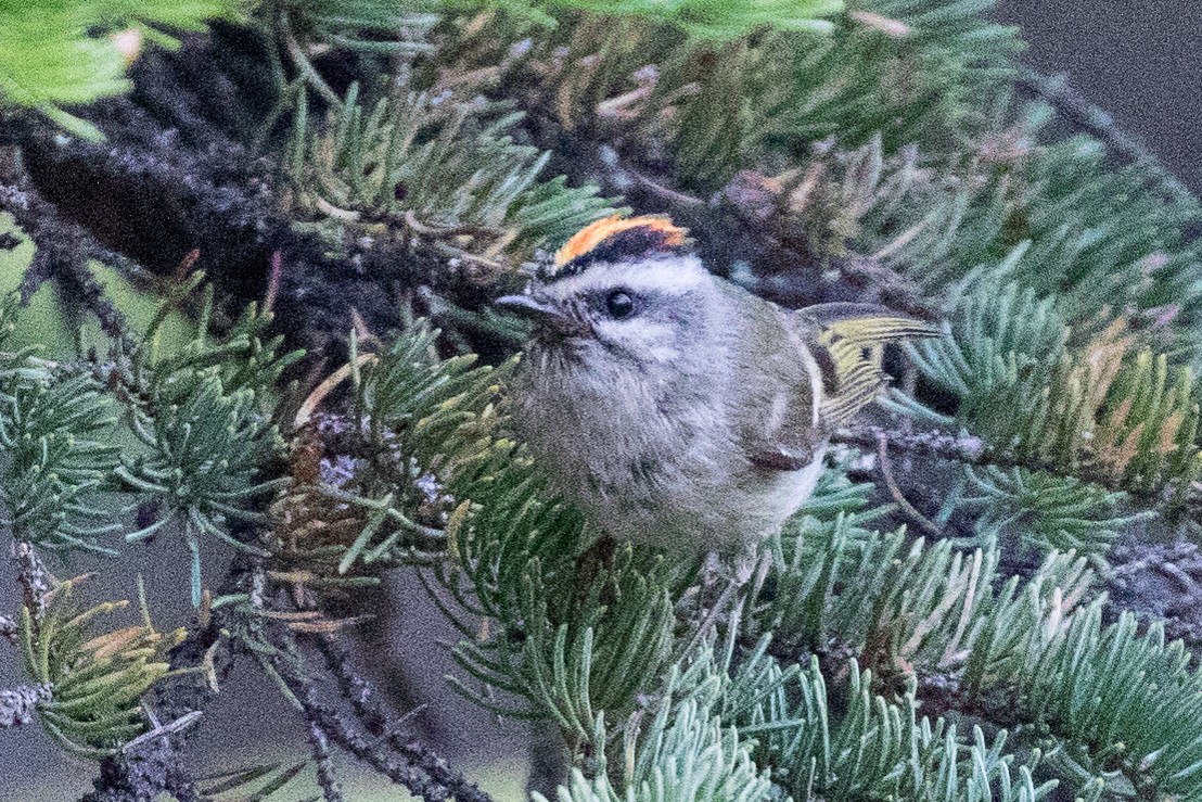 Golden-crowned Kinglet - Garrett Lau