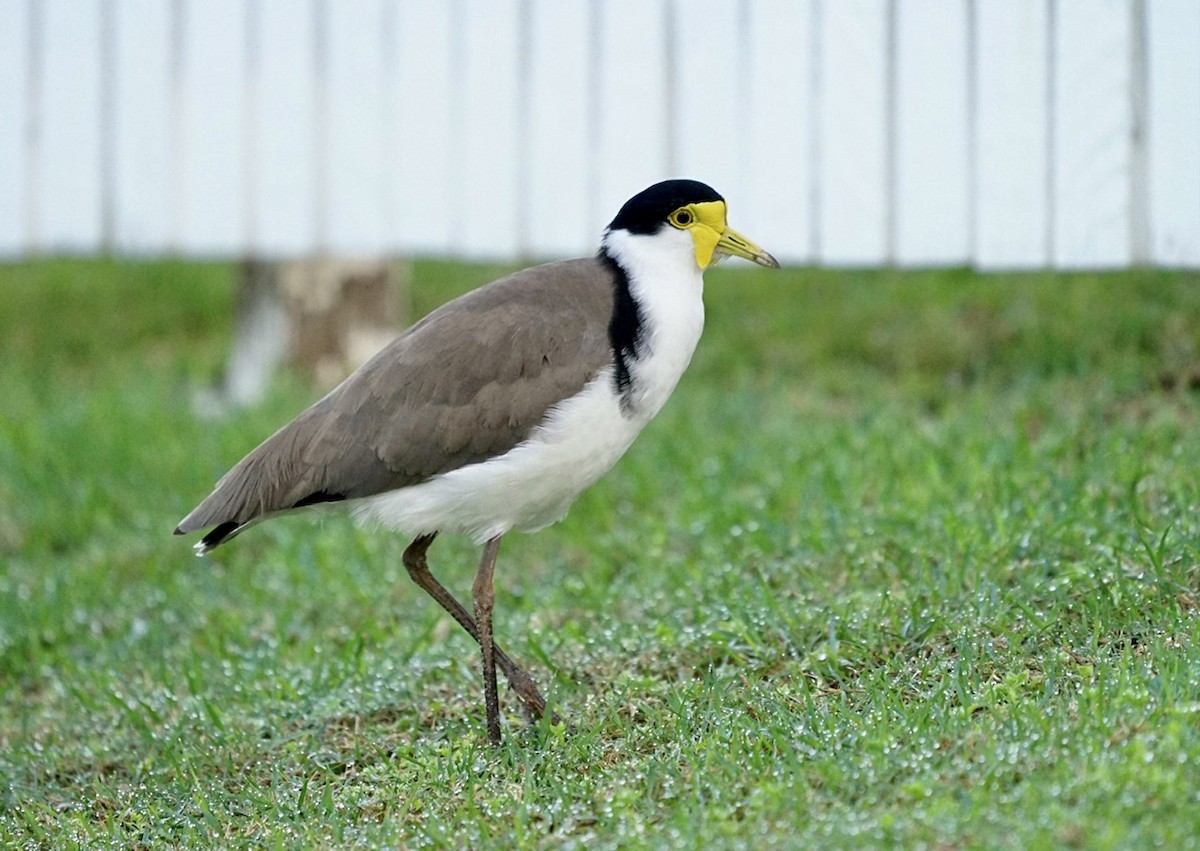 Masked Lapwing - ML348786311