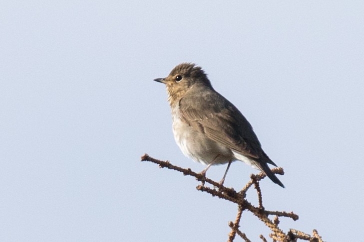 Swainson's Thrush (Olive-backed) - ML348786391