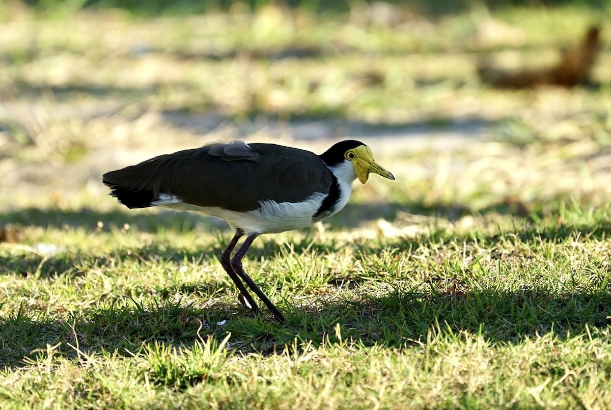 Masked Lapwing - ML348786781