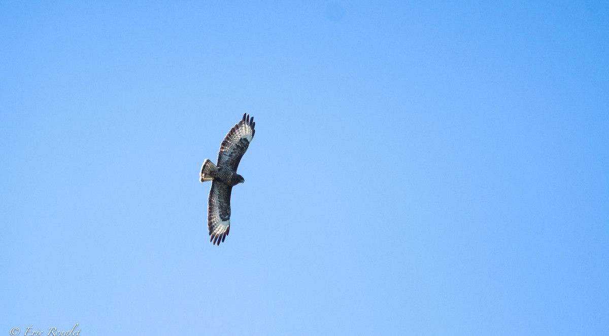 Common Buzzard (Western) - ML348787121