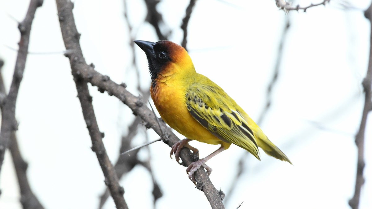 Northern Masked-Weaver - ML348787531