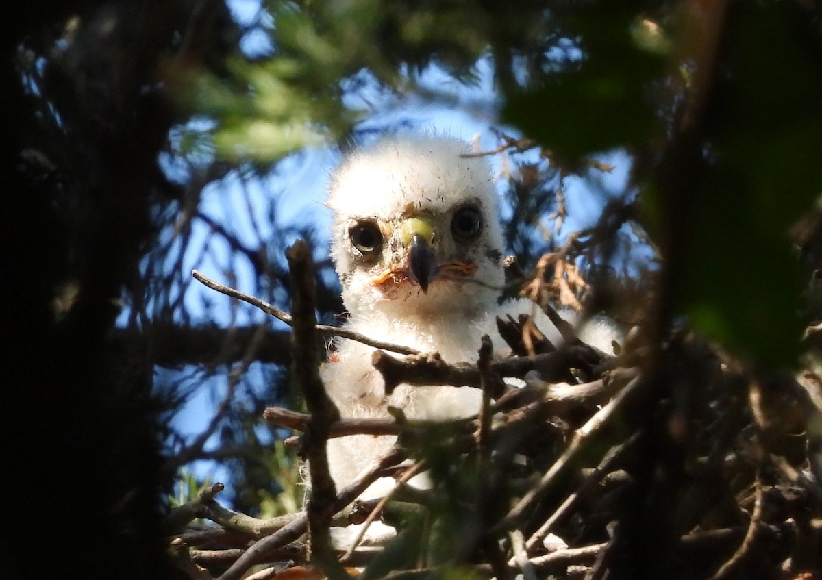 Cooper's Hawk - ML348788411